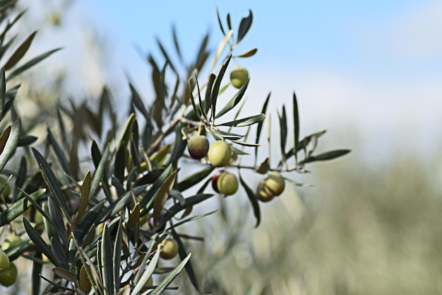 Oliven am Baum im Vordergrund