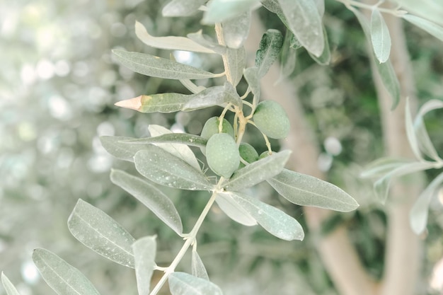 Oliven auf einem Olivenbaumzweig