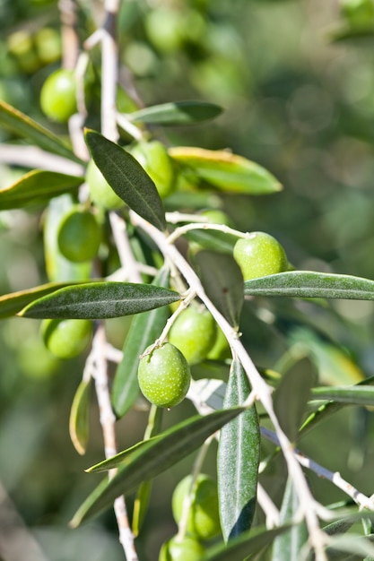 Oliven auf Olivenbaum im Herbst.