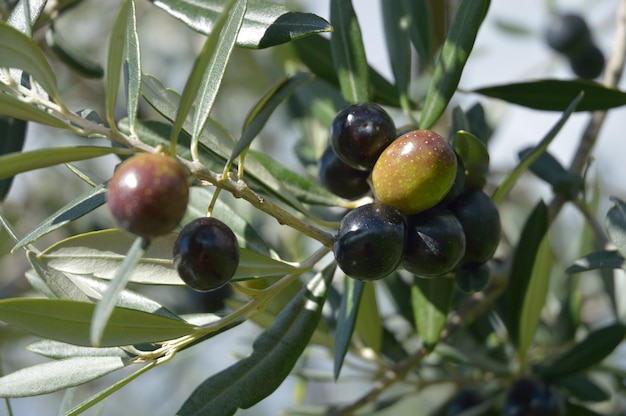 Oliven, die am Baum hängen