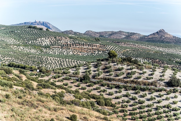 Olivenbäume Felder Jaen Andalusien Spanien