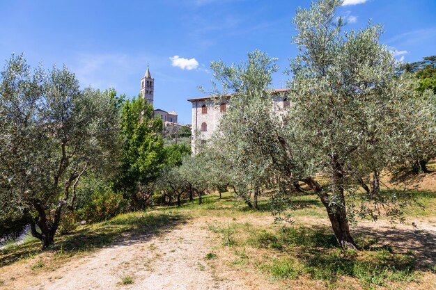 Olivenbäume im Dorf Assisi in der Region Umbrien, Italien. Die Stadt ist berühmt für die wichtigste italienische Basilika, die dem Heiligen Franziskus gewidmet ist - San Francesco.