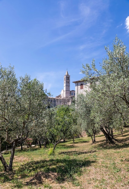 Olivenbäume im Dorf Assisi in der Region Umbrien Italien Die Stadt ist berühmt für die wichtigste italienische Basilika, die dem heiligen Franziskus San Francesco gewidmet ist