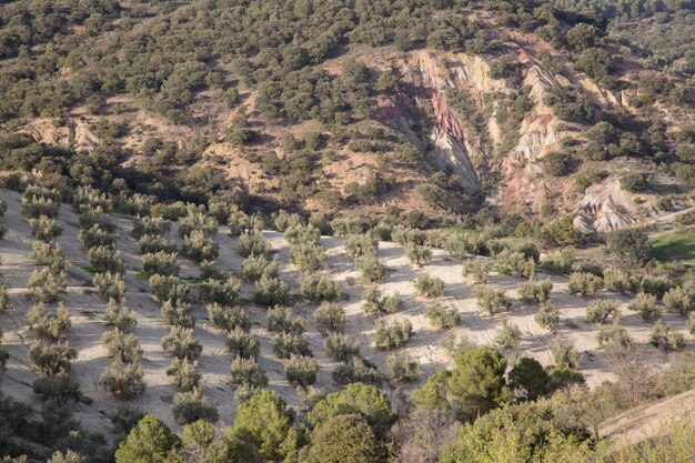 Olivenbäume im Nationalpark Sierra Magina Jaen Spanien