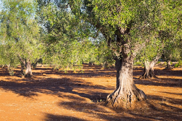 Olivenbäume in der Region Apulien, Süditalien - mehr als 200 Jahre alt. Sommersaison, natürliches Licht des Sonnenuntergangs.