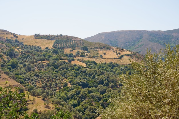 Olivenbäume in einem Olivenhain in den Bergen auf Kreta.