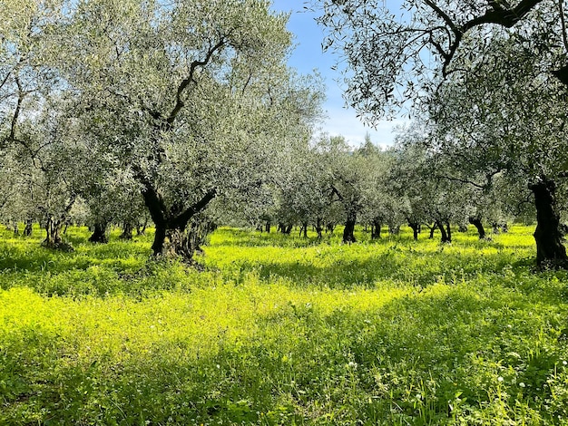 Olivenbäume in einer Reihe grünes Gras der Plantage