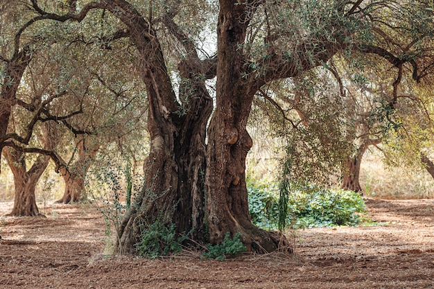 Olivenbäume krank von Xylella in Salento, Süd-Apulien, Italien