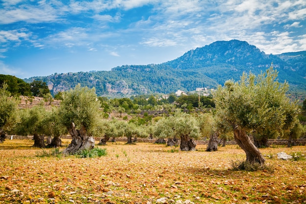 Olivenbäume Tal auf Mallorca
