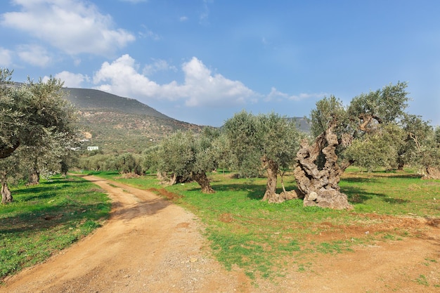 Olivenbäume und grünes Gras auf einem Hintergrund von Wolken in Israel