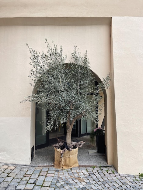 Olivenbaum an neutraler beiger Wand Historische Architektur in Italien Ästhetisches Reisekonzept für den Sommerurlaub