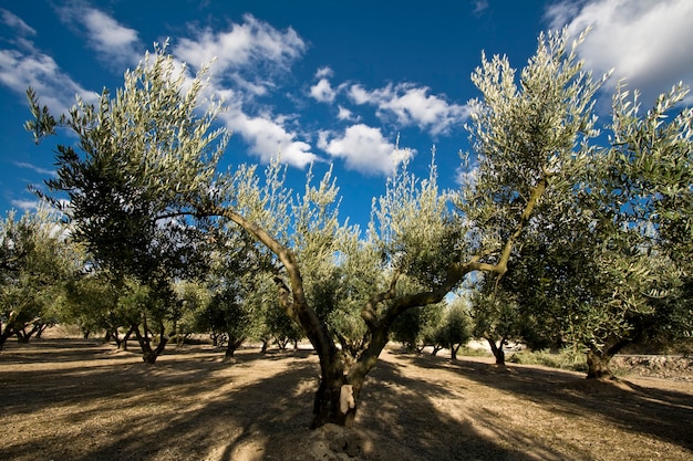 Olivenbaum auf dem Land