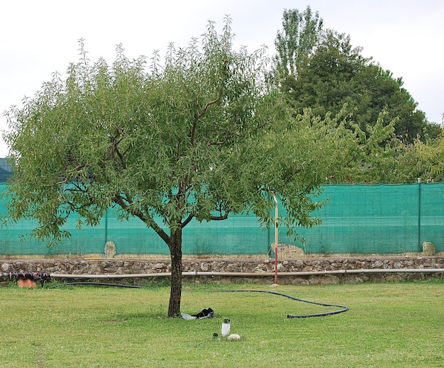 Foto olivenbaum auf rasen mit schlauch und rohrleitung