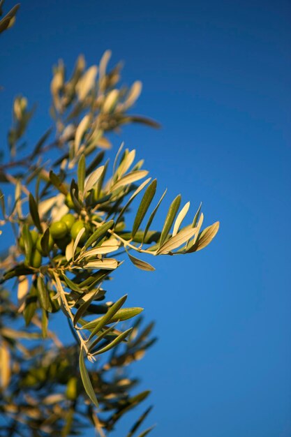 Olivenbaum der Provence