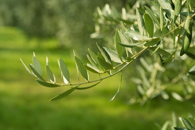 Olivenbaum mit Blättern