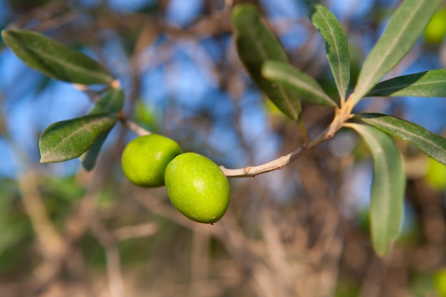 Olivenbaum mit zwei oliven in einer niederlassung