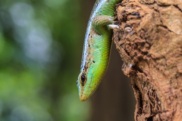 Foto olivenbaum-skink