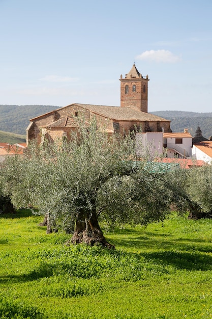 Olivenbaum und Kirche im Dorf Berzocana, Cáceres, Spanien