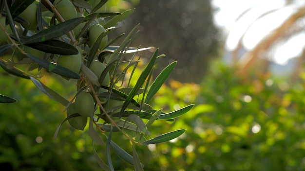 Olivenbaumzweig gegen grünen Garten