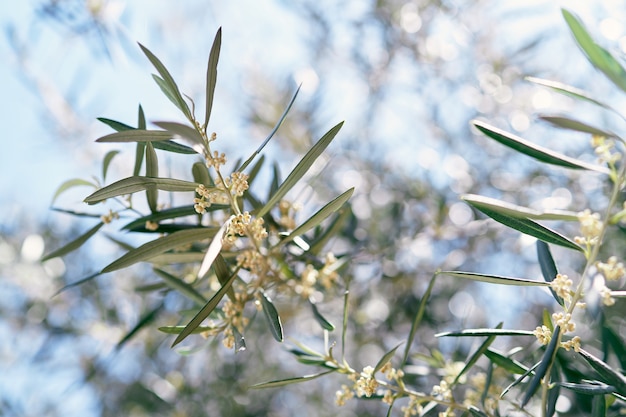 Olivenbaumzweige, die mit kleinen gelben Blüten blühen