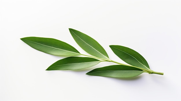 Olivenblatt auf weißem Hintergrund