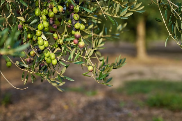 Olivenfrüchte an einem Zweigfrüchte am Olivenbaum gewachsen