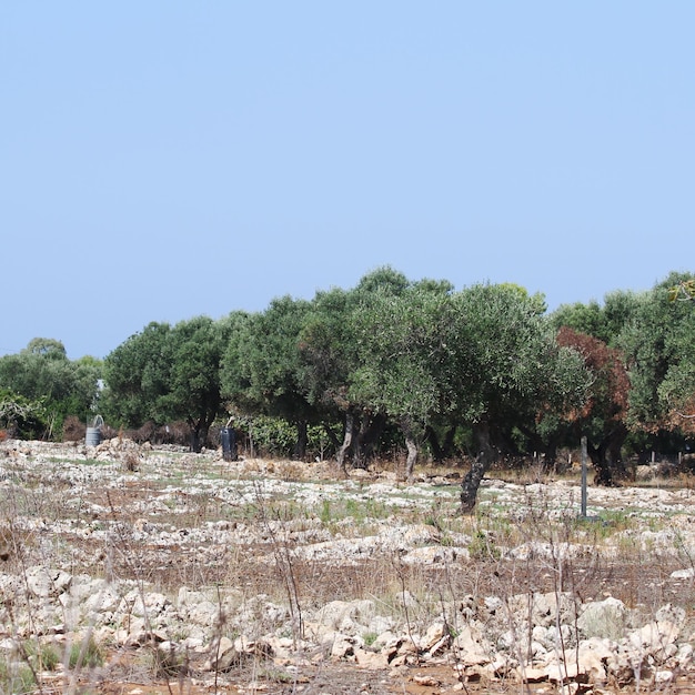 Olivenhain im Salento in Apulien in Italien