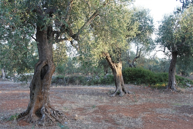 Olivenhain im Salento in Apulien in Italien