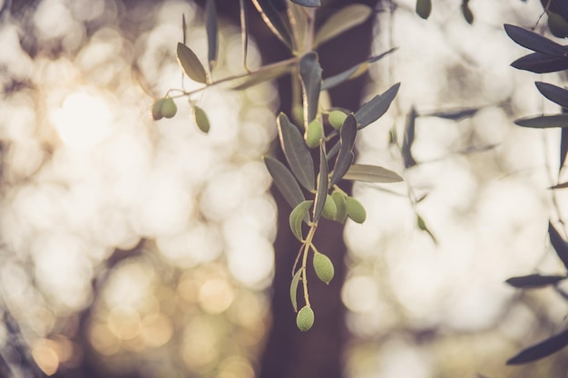 Olivenproduktion grüne Oliven auf einem Ast Italien