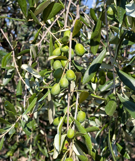 Olivenzweig mit toskanischen oliven