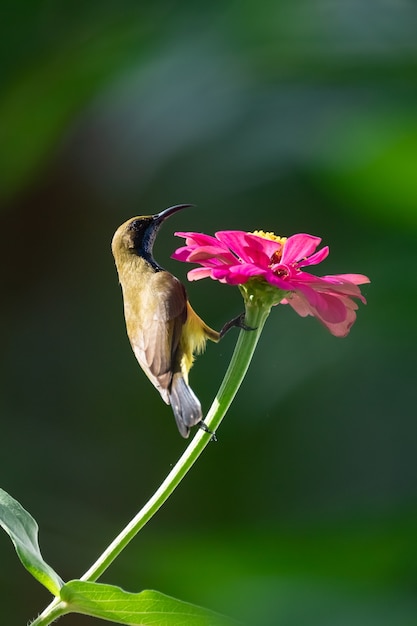 Olivgrüner Sunbird auf Blume