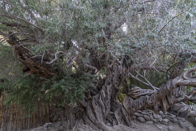 OLIVO DE 300 AÑOS en san francisco javier vigge biaundo misión loreto