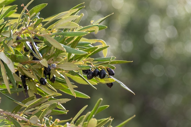 Olivo, con Aceitunas en las Ramas. Fondo de la naturaleza.