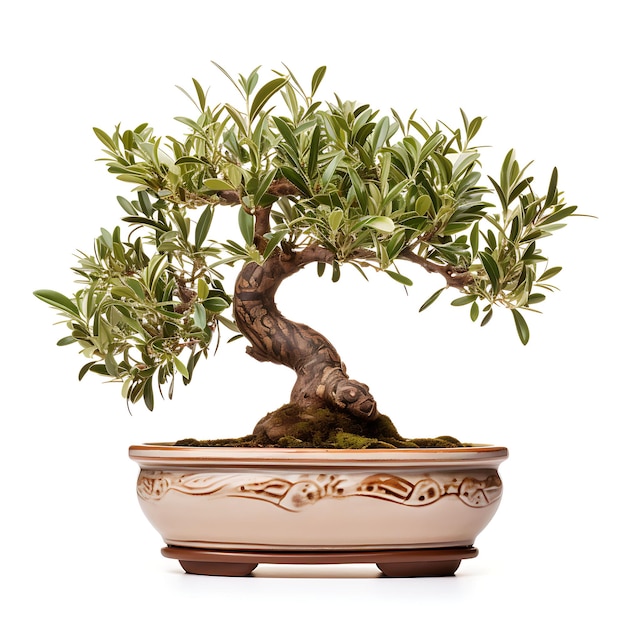 Olivo Bonsai aislado en una olla de terracota con hojas alargadas Mediterráneo en blanco BG Japón Arte chino