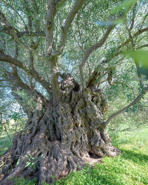 Olivo centenario en Lefkara, Chipre. Primer plano del tronco de un árbol