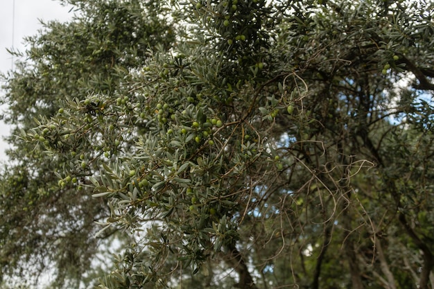 Olivo después de la lluvia Aceitunas frutos en una rama closeup enfoque selectivo