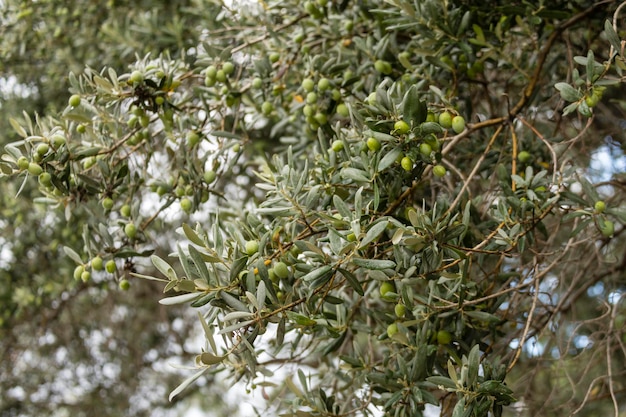 Olivo después de la lluvia Aceitunas frutos en una rama closeup enfoque selectivo