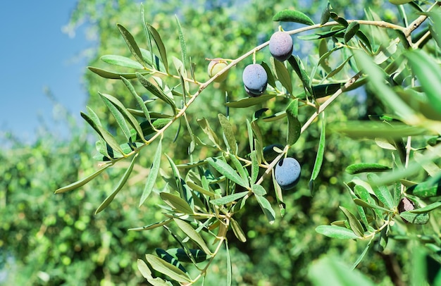 Olivo con frutos maduros primer plano enfoque selectivo en aceitunasProductos agrícolas olivar