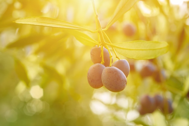 olivo con frutos