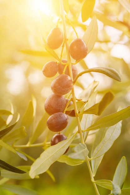 olivo con frutos