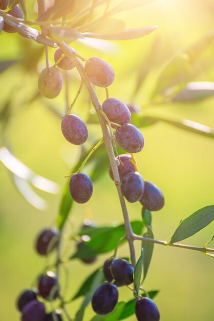 olivo con frutos