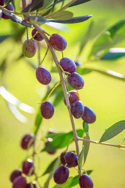 olivo con frutos