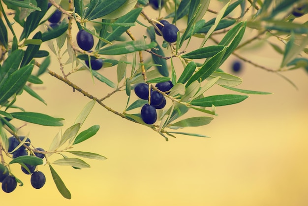 olivo con frutos