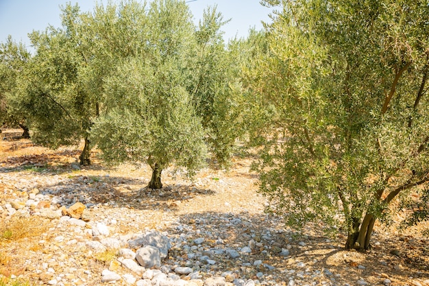 Olivo en los jardines cerca de la cueva karain en antalya turquía