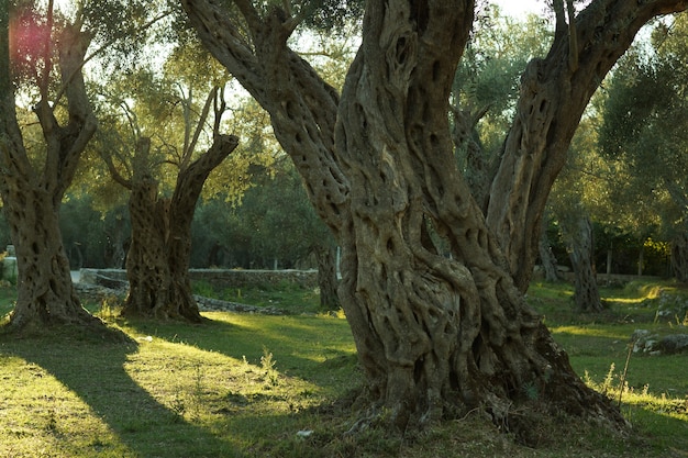 Olivo perenne en un olivar, iluminado por el sol poniente.