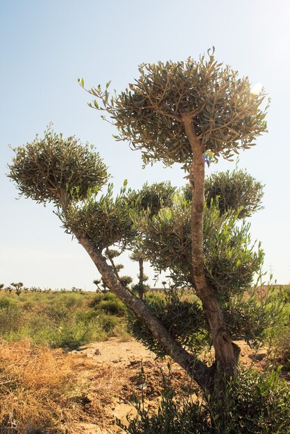 Olivo en la plantación