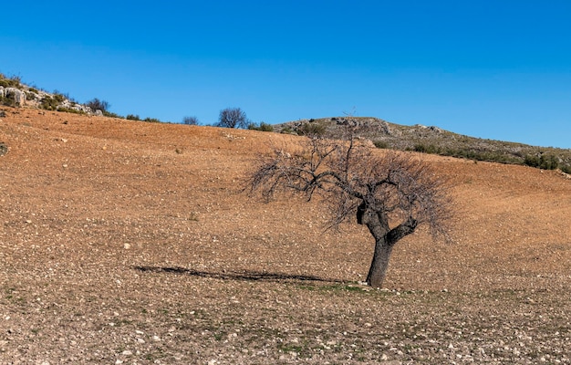 Olivo seco en medio de un campo seco