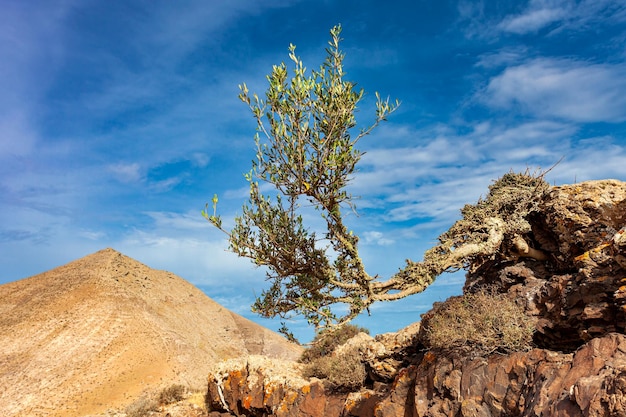 Olivo solitario al borde de un acantilado en el desierto