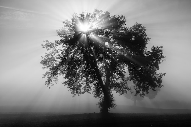 Olivo único en la hermosa niebla soleada al amanecer fondo natural con rayos de sol a través de la niebla