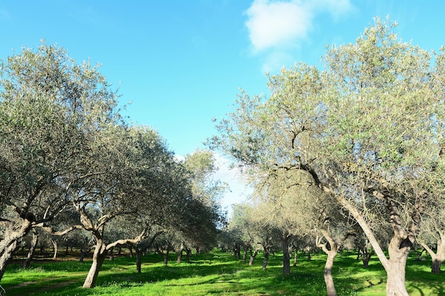 Olivos en Cerdeña Italia